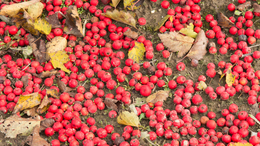 Crataegus coccinea fruits