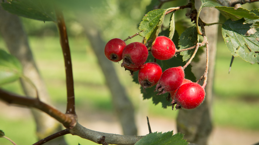 Crataegus coccinea fruits