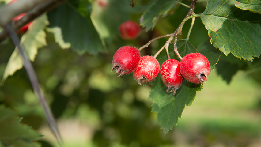 Crataegus coccinea fruits