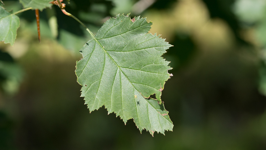 Crataegus coccinea leaves