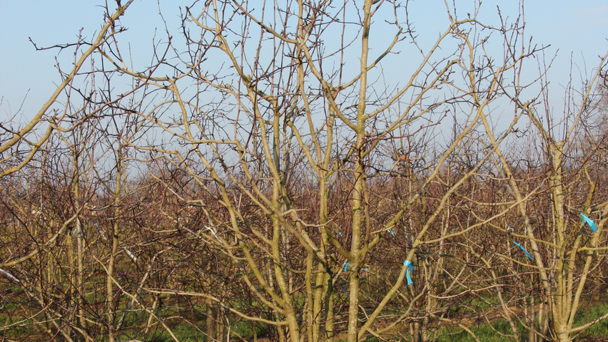 Crataegus coccinea multi-stem