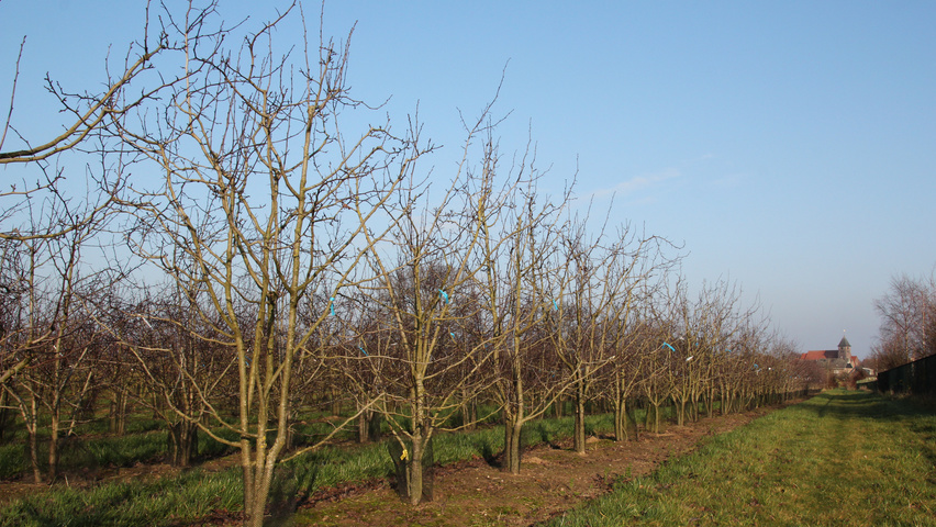 Crataegus coccinea multi-stem