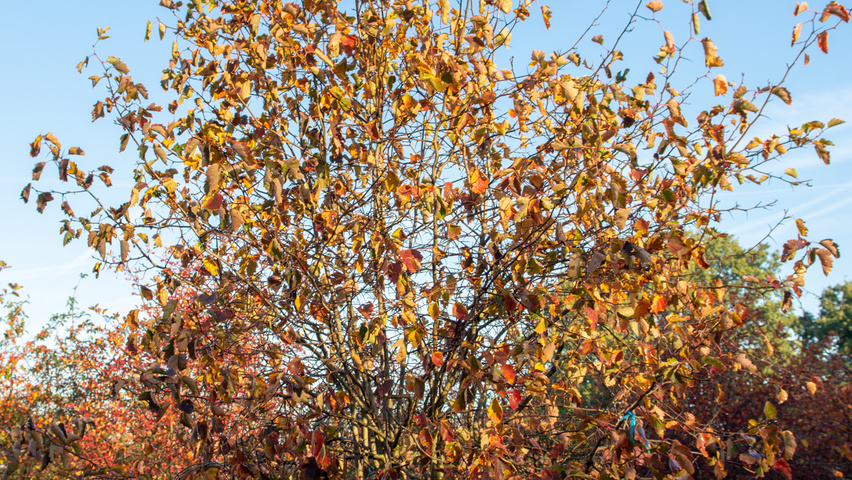 Crataegus coccinea multi-stem