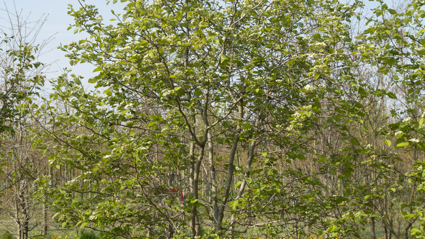 Crataegus coccinea multi-stem