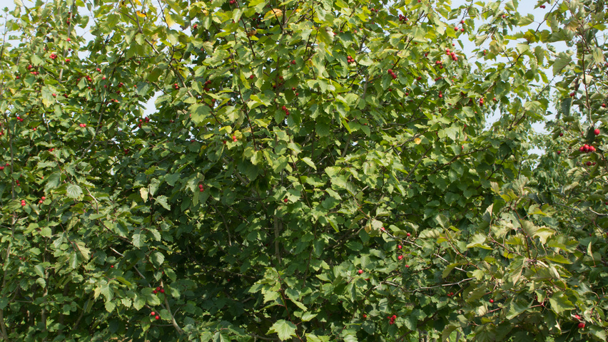 Crataegus coccinea multi-stem