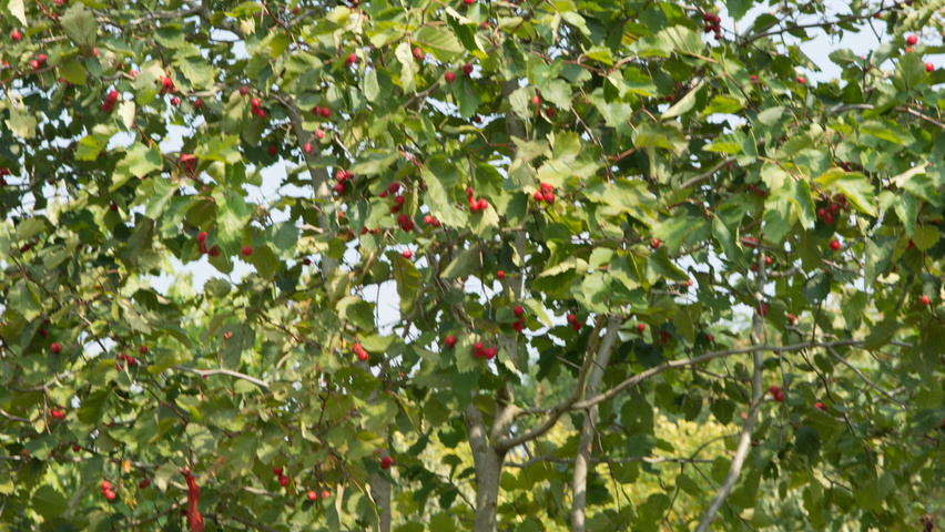 Crataegus coccinea multi-stem