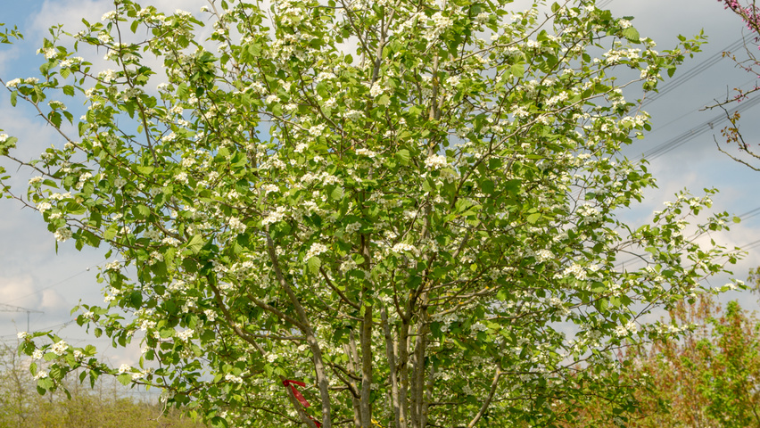 Crataegus coccinea multi-stem