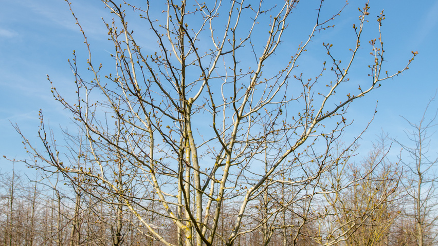 Crataegus coccinea multi-stem