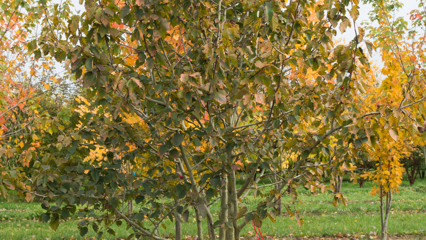 Crataegus coccinea multi-stem
