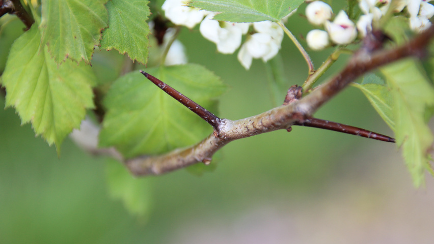 Crataegus coccinea twigs