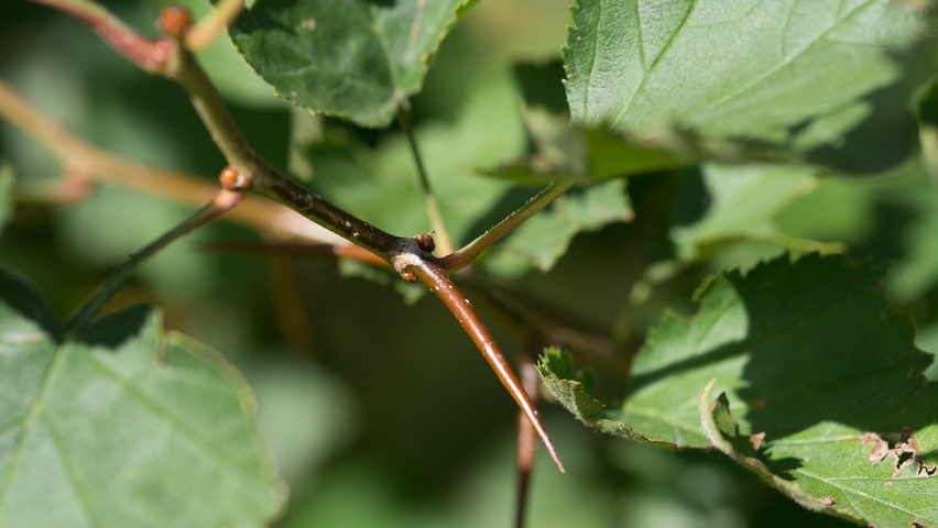 Crataegus coccinea twigs