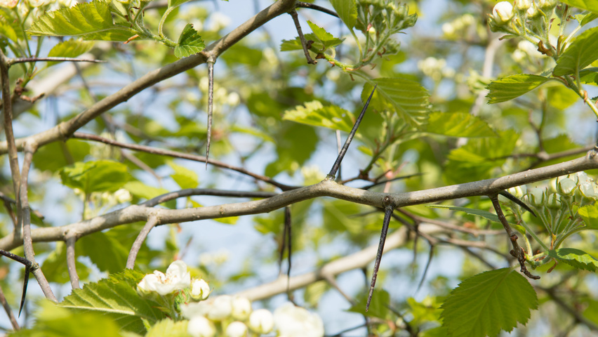 Crataegus coccinea twigs