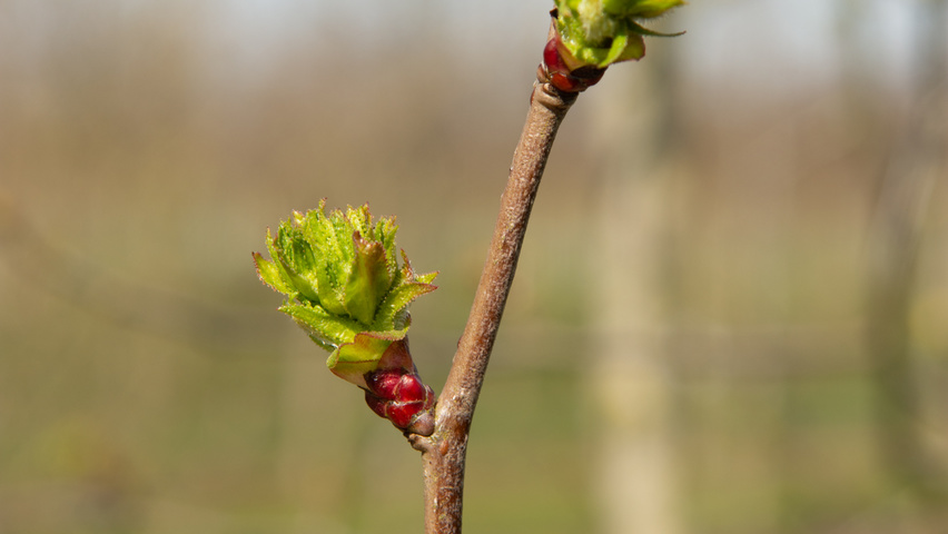 Crataegus coccinea twigs