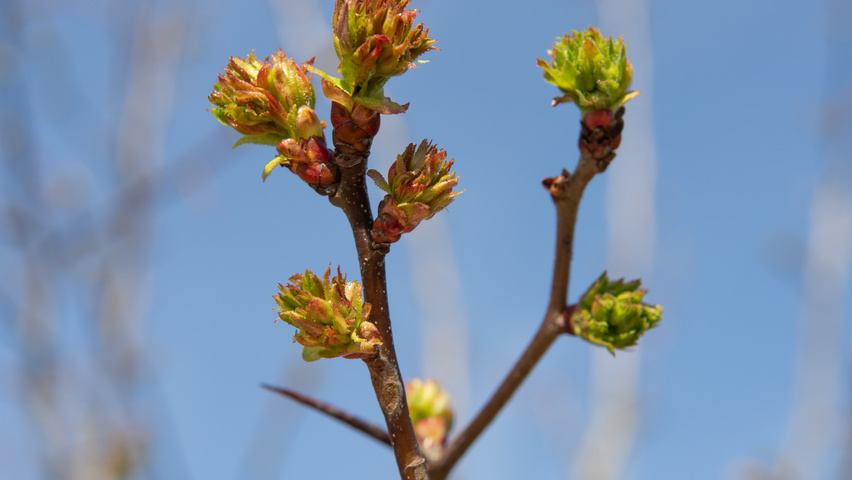 Crataegus coccinea twigs