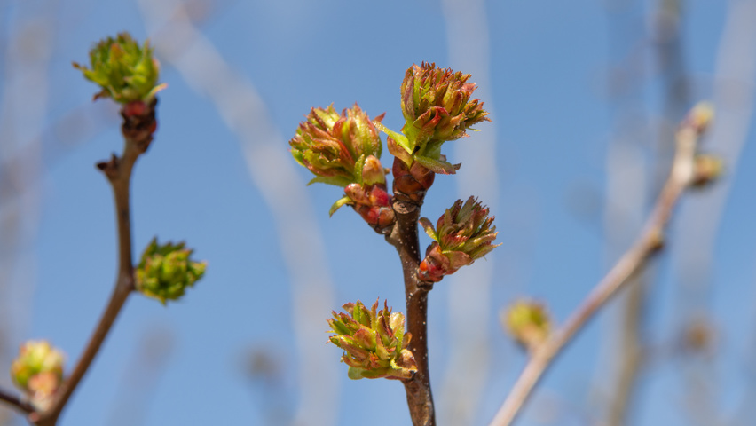 Crataegus coccinea twigs