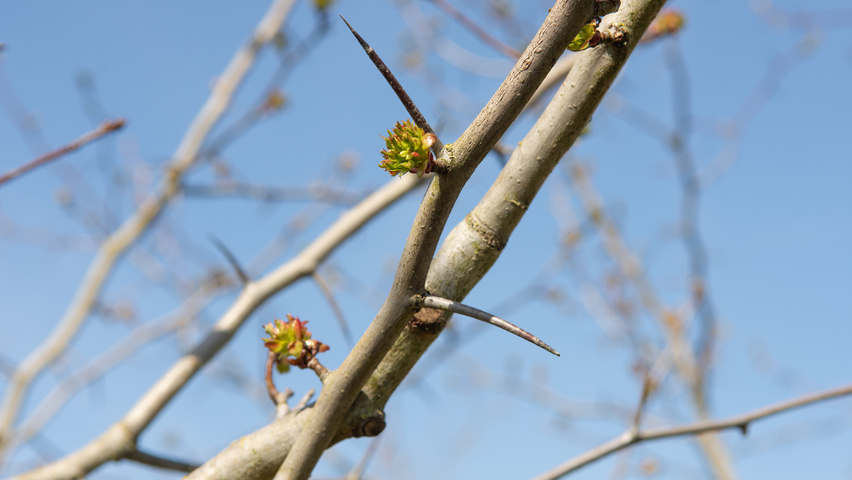 Crataegus coccinea twigs