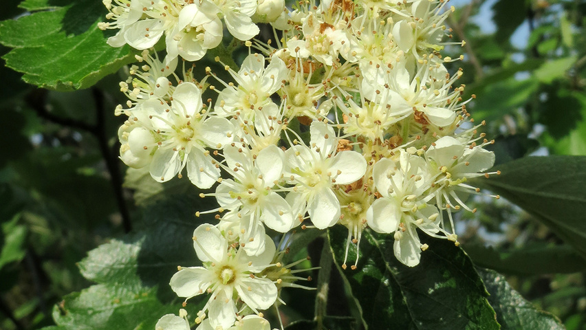 Crataegus laevigata цветки