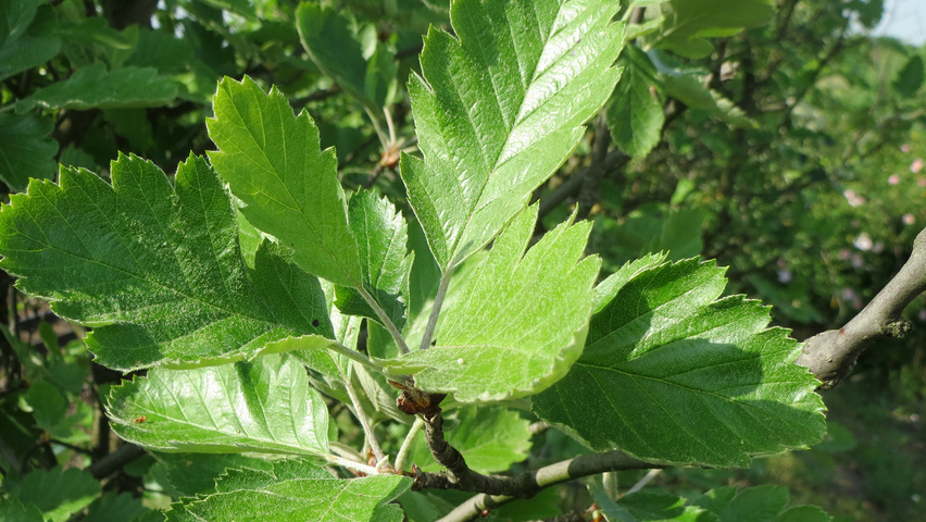 Crataegus laevigata листья