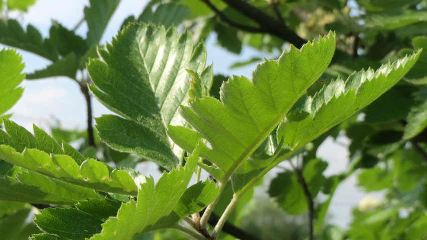 Crataegus laevigata листья
