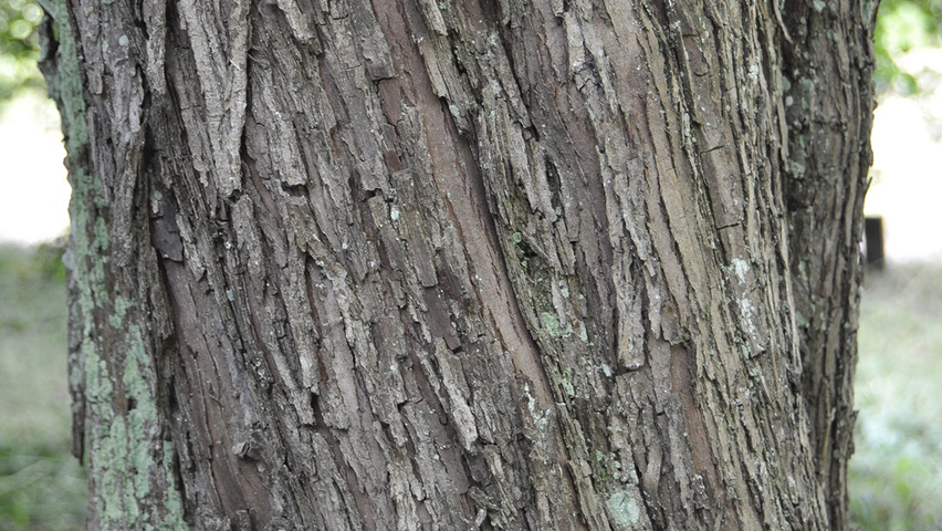 Crataegus laevigata 'Plena' kora
