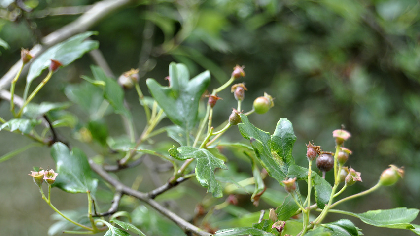 Crataegus laevigata 'Plena' owoce