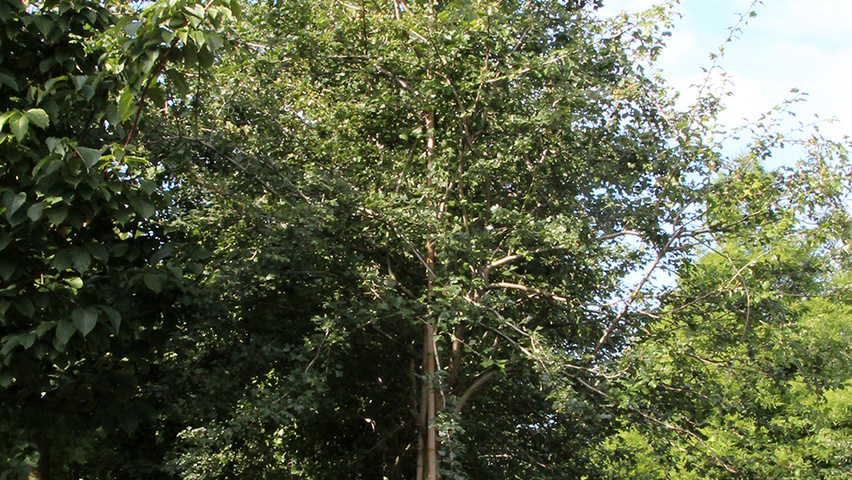 Crataegus laevigata 'Plena' pienne