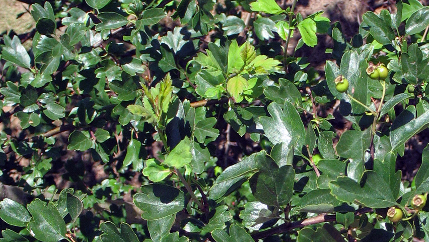 Crataegus laevigata 'Plena' liście