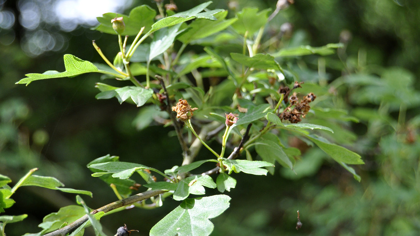 Crataegus laevigata 'Plena' liście