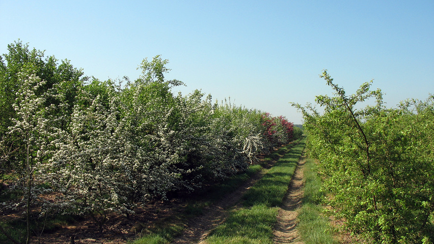 Crataegus laevigata 'Plena' wielopniowy