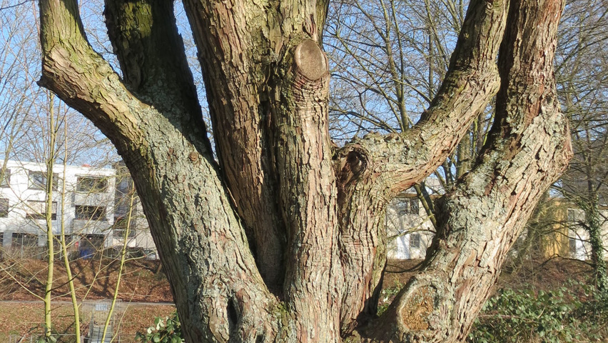 Crataegus monogyna Rinden