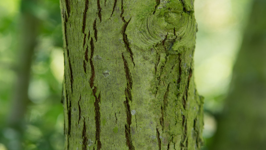 Crataegus monogyna Rinden