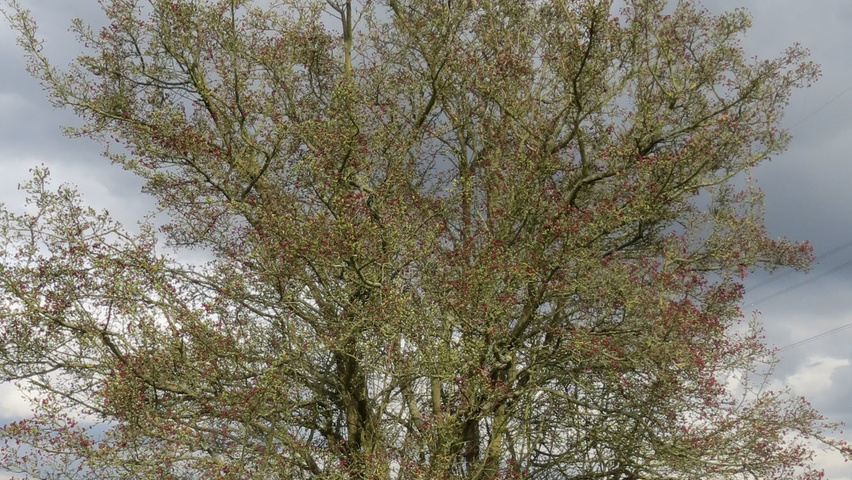 Crataegus monogyna charakteristische