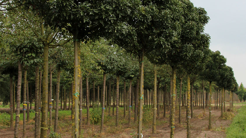 Crataegus monogyna 'Compacta' globe