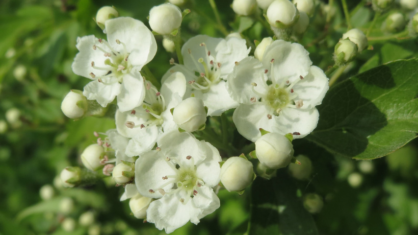 Crataegus monogyna Blumen
