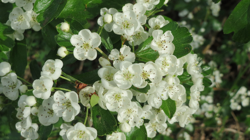 Crataegus monogyna Blumen
