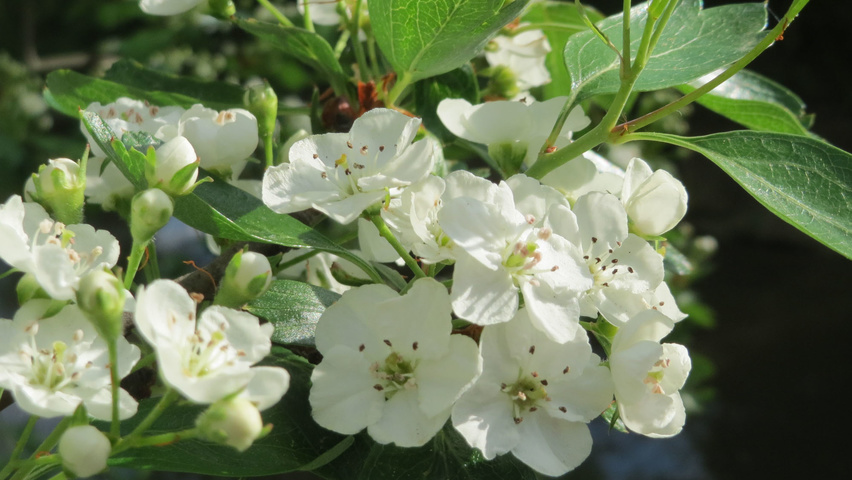 Crataegus monogyna Blumen