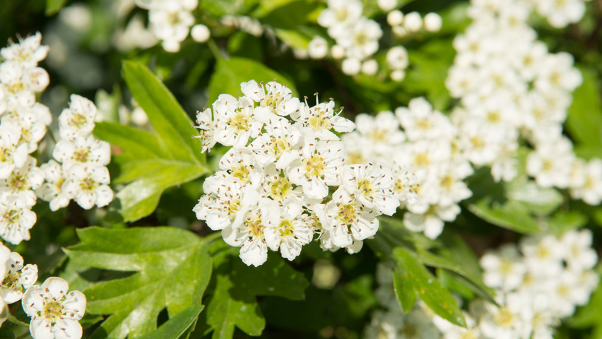 Crataegus monogyna Blumen