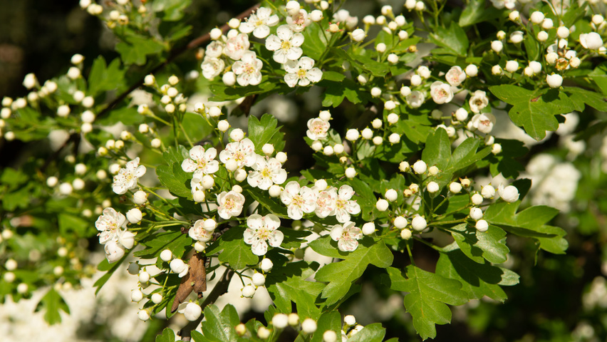 Crataegus monogyna Blumen