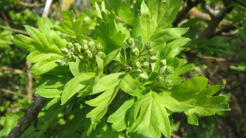 Crataegus monogyna Blumen