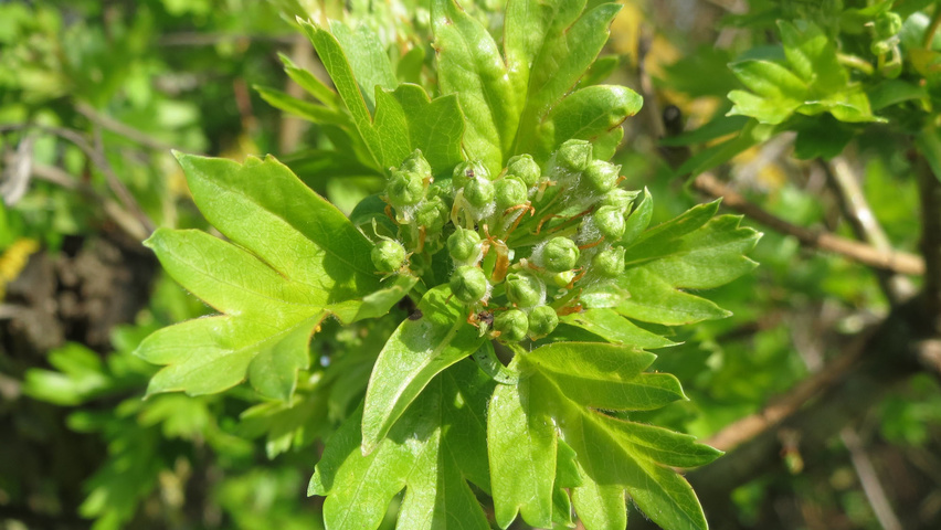 Crataegus monogyna Blumen