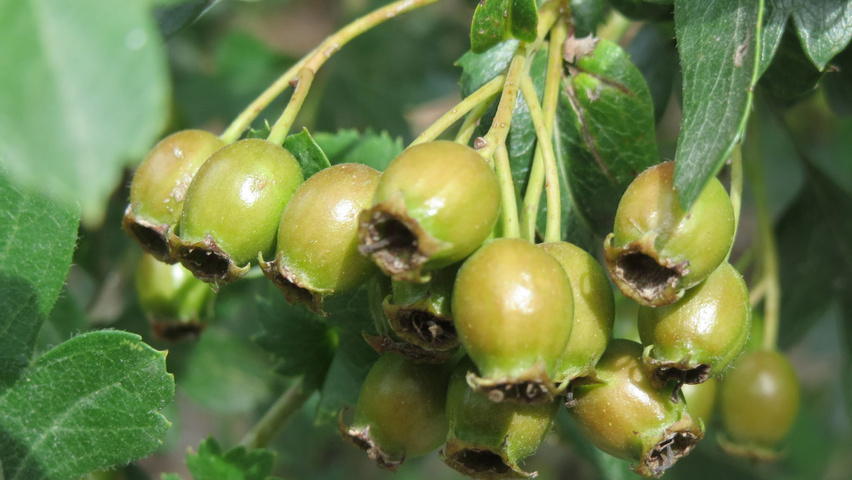 Crataegus monogyna Frucht