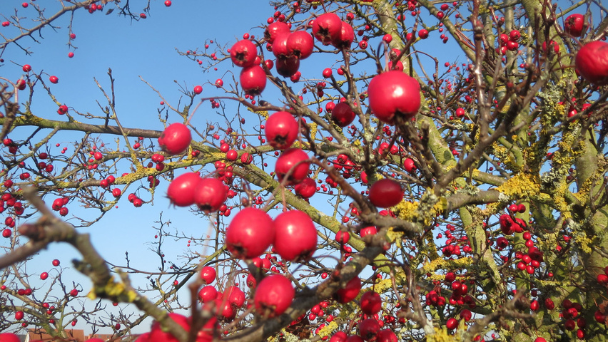 Crataegus monogyna Frucht
