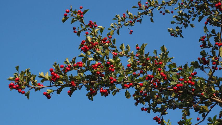Crataegus monogyna Frucht
