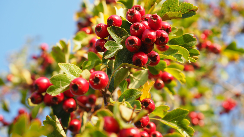 Crataegus monogyna Frucht