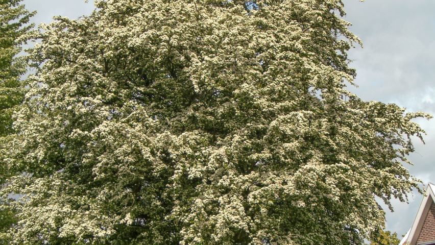 Crataegus monogyna hochstämmig