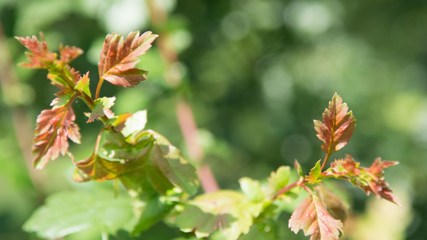 Crataegus monogyna Blatt