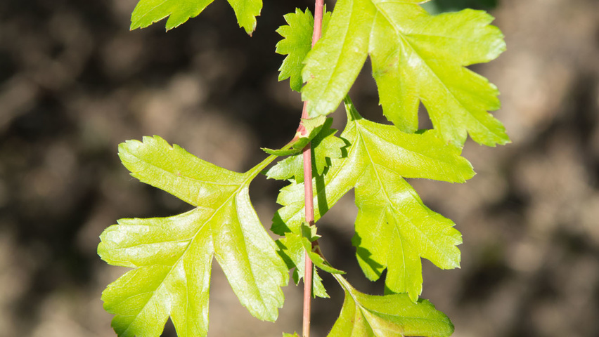 Crataegus monogyna Blatt