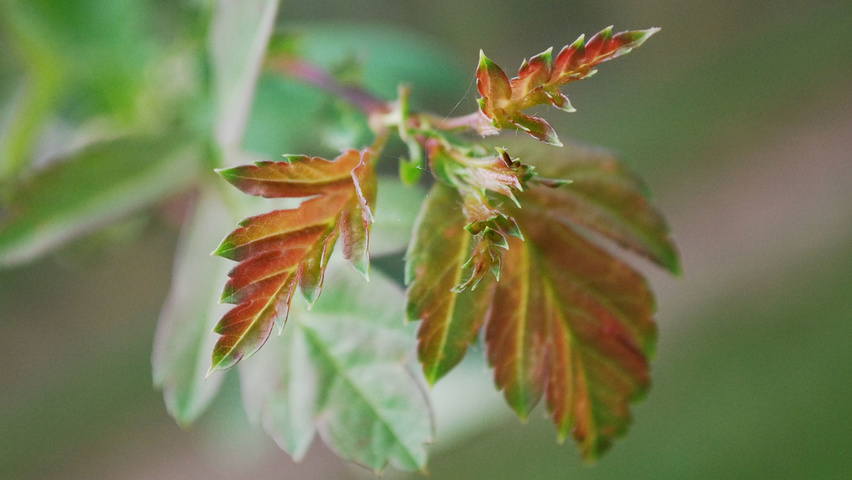 Crataegus monogyna Blatt