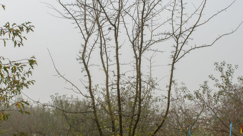 Crataegus monogyna mehrstämmige