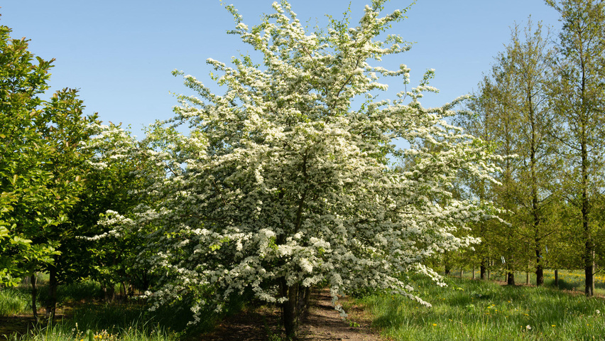 Crataegus monogyna mehrstämmige